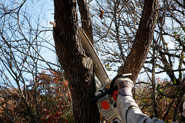 Best Tree Disease Treatment  in , WY