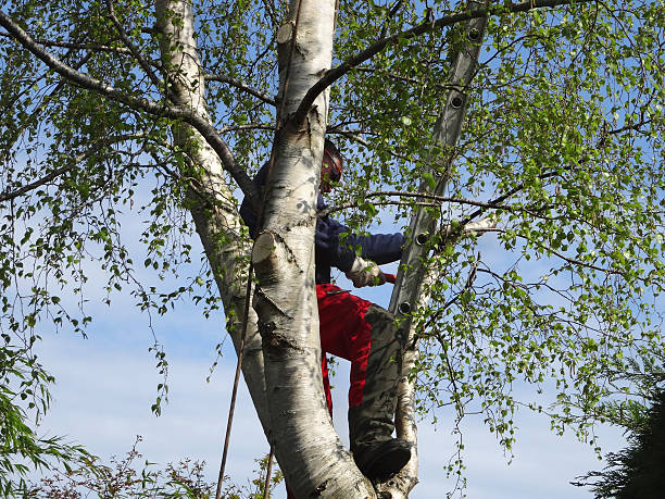 Best Emergency Tree Removal  in , WY