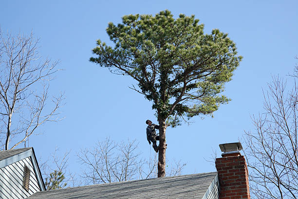 Best Tree Preservation Services  in , WY