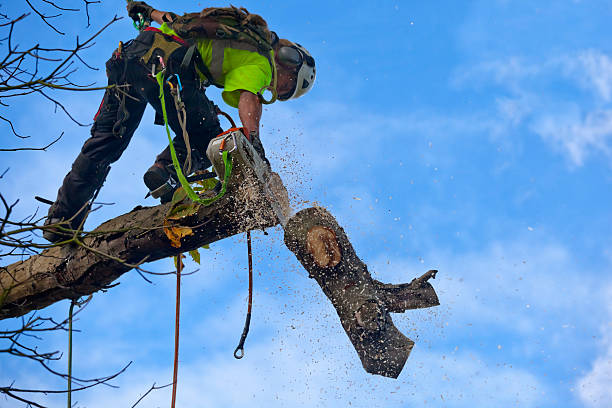 Best Tree Cabling and Bracing  in , WY