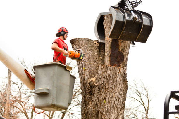 Best Storm Damage Tree Cleanup  in , WY