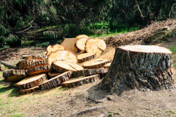 Best Commercial Tree Services  in , WY